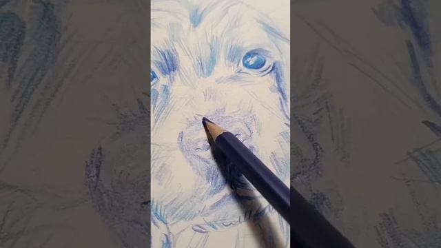 спаниель #рисование#карандаши#cute#рекомендации#картина#собака#первыйснег смотреть онлайн
