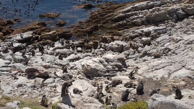ПИНГВИНЫ, ЮЖНАЯ АФРИКА // Betty's Bay, Boulders Beach смотреть онлайн