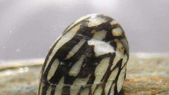 ТЕОДОКСУС.МАЛЕНЬКИЙ ТРУЖЕНИК АКВАРИУМА смотреть онлайн