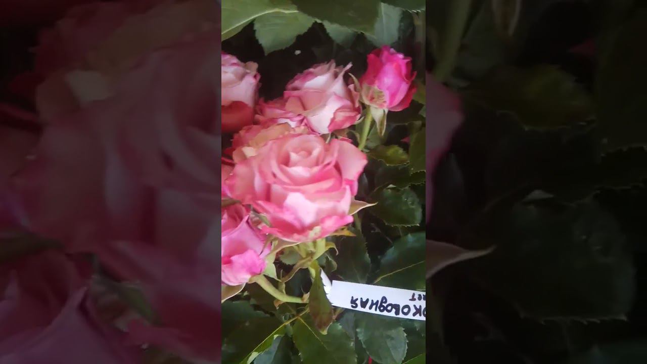 глубоководная. дип вотер. https://rose-bushes.ru/ смотреть онлайн