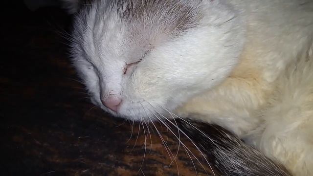 Кошка храпит во сне. | Cat snores in his sleep. смотреть онлайн