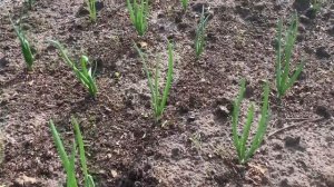 Желтеют перья у ЛУКА? Одна ПОДКОРМКА лука и он будет зелёным и крупным!
