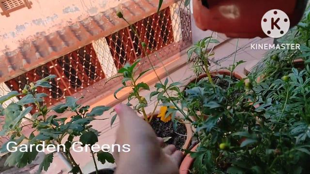 পিটুনিয়া গাছে এই সার দ্রুত বৃদ্ধি ও প্রচুর ফুল আনে// how to care of petunias in a hanging basket смотреть онлайн