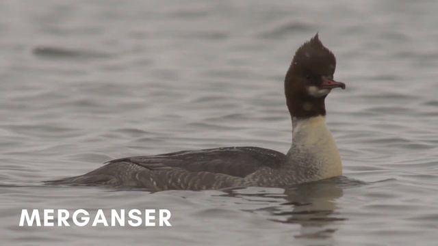 Animals in the Arctic: Names and Sounds | Names of Arctic Mammals and Birds for Children Kids Babie смотреть онлайн