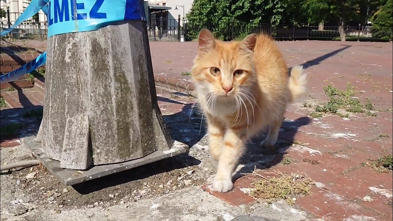 ВСЯ ПРАВДА ПРО АВТОМАСЛА ANTON MYGT