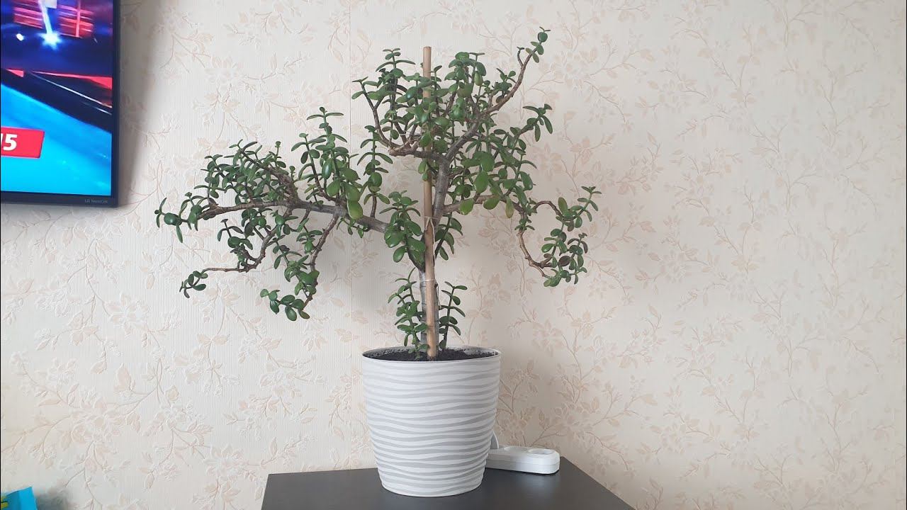 Обзор уходовой косметики / Денежное дерево смотреть онлайн