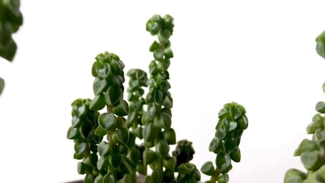 PEPEROMIA COLUMELLA [Short Video Overview]