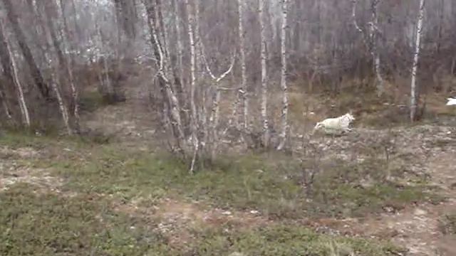 Натаска Щенка ВОЛЭНДа смотреть онлайн