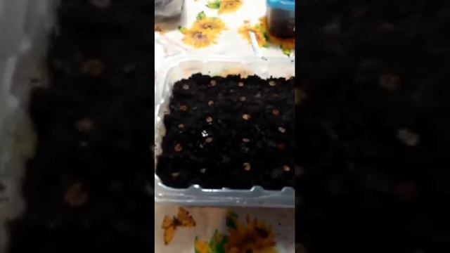 Шток-роза простой способ посадки смотреть онлайн