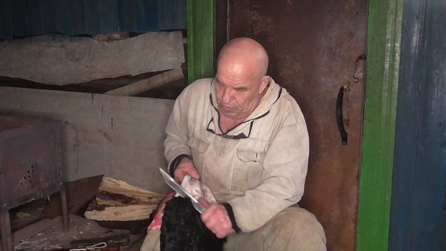 Делаем сыромятину Урок1 СРЕЗАЕМ ШЕРСТЬ и ПРИРЕЗИ МЯСА смотреть онлайн