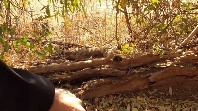 Meet The Characters: Nikita and Coal | The Lion Whisperer смотреть онлайн