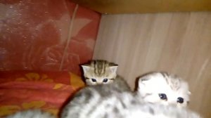 у вислоухих котят ушки в месяц стали выпрямляться ???