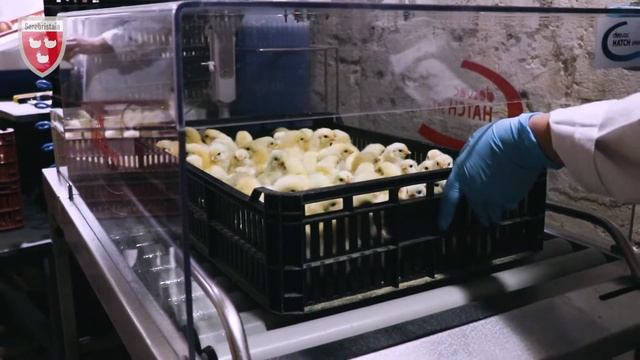 Продажа цыплят породы "Адлерская серебристая" смотреть онлайн