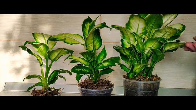 обзор Диффенбахия Кул Бьюти смотреть онлайн