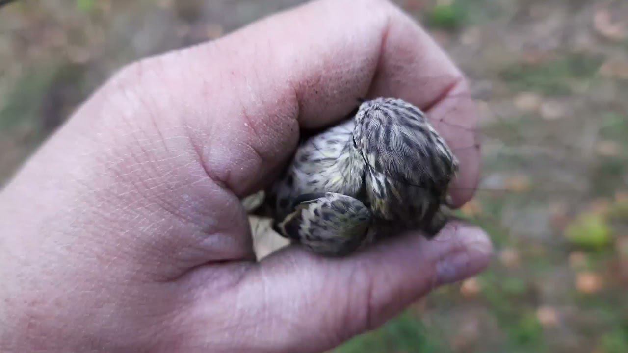 Ловля певчих птиц 25 сентября 2021 год. смотреть онлайн