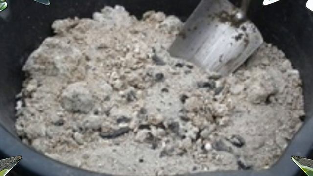 Дайкон - японская редька. Особенности выращивания смотреть онлайн