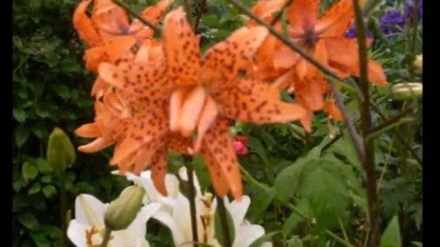 Цветы от Наташи. (Домашний архив 2013 г.) 2 часть. смотреть онлайн