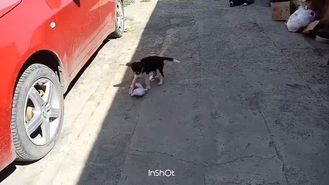 Хаски сходит с ума смотреть онлайн