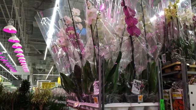 Обзор орхидей и цветов в Леруа Мерлен Климовск 28.02.2018 г. Большой выбор камбрий и фаленопсисов. смотреть онлайн