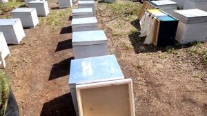 Пересадка узбекских пчелопакетов 3 мая 2022 года