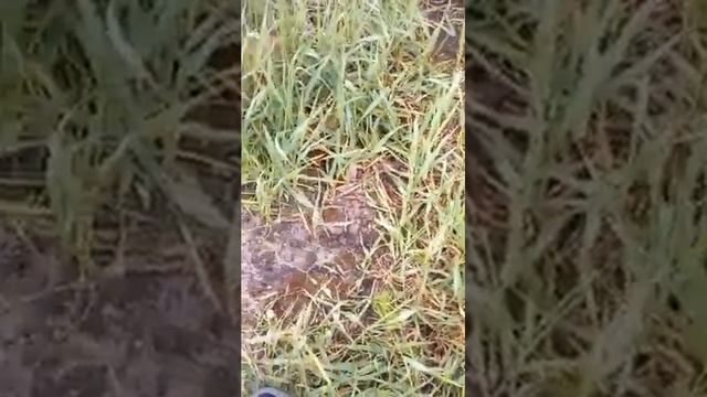 Охота на Лиса! Свирепый, хитрый рыжий хищник был пойман! смотреть онлайн