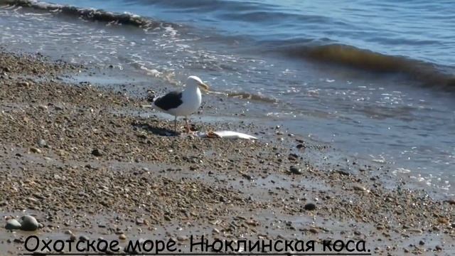 Магадан. Морской бой за право есть. Голодные игры. смотреть онлайн