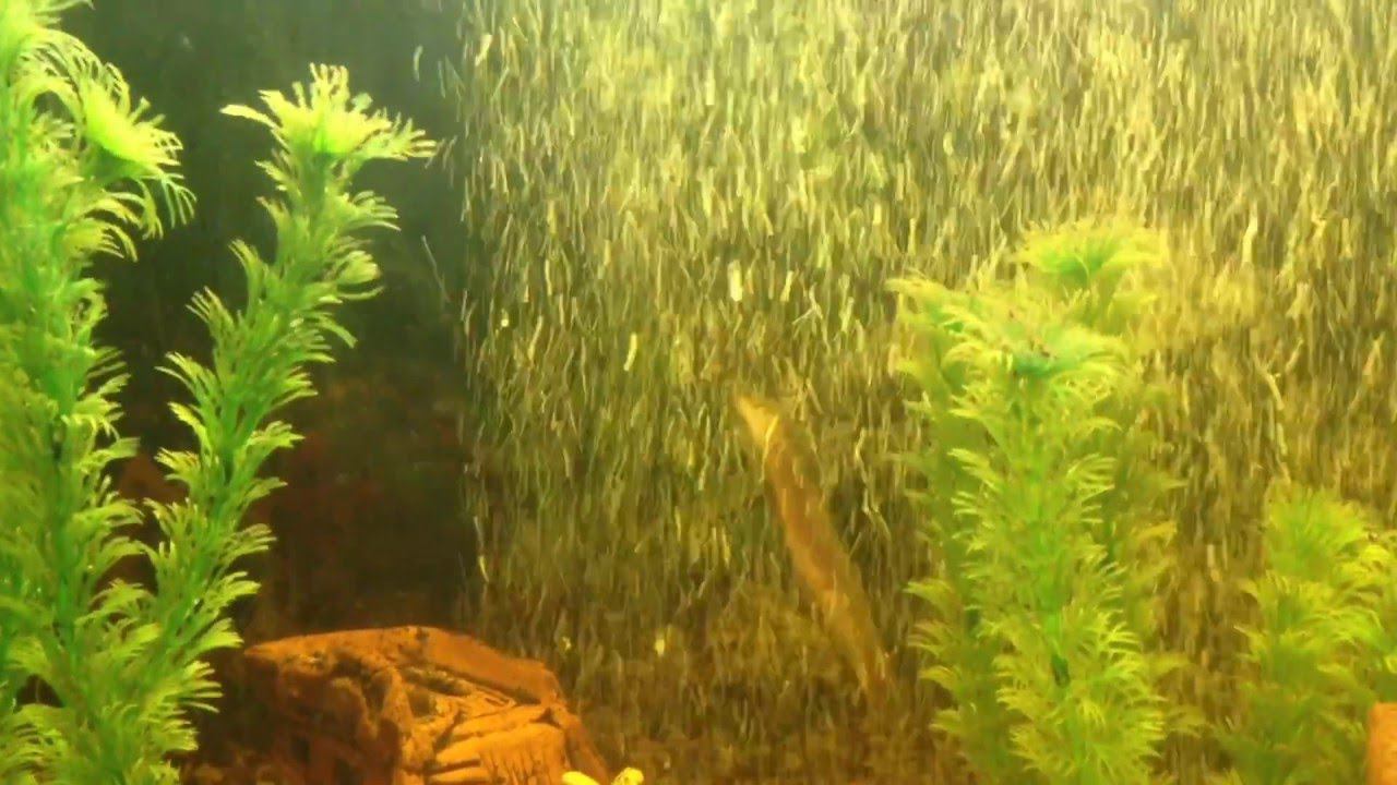 аквариумные танцы Макрогнатуса глазчатого . смотреть онлайн