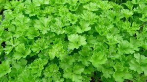 Как посадить петрушку, чтобы быстро взошла?