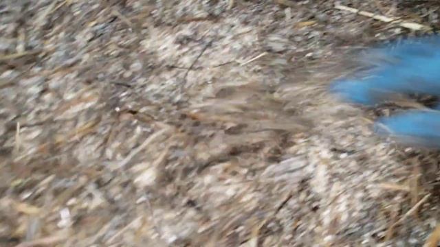 Очередное кормление червей для рыбалки смотреть онлайн