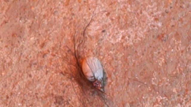 Осторожно - КЛЕЩ! Carefully - mites! Иксодовый Клещ на Лабрадоре. смотреть онлайн