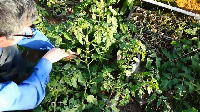 Пасынки обрезать или оставлять, вот в чём вопрос смотреть онлайн