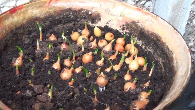 Лето на моём балконе и кошки 22 июня 2020. Огород на балконе смотреть онлайн