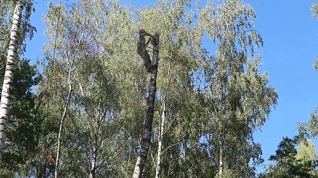 Сложное и опасное удаление дерева частями на кладбище смотреть онлайн