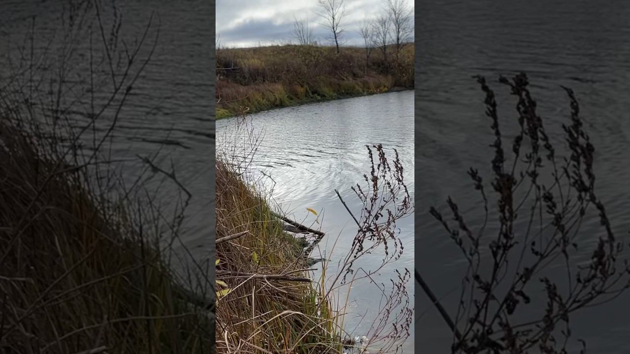 Нашли ротана #ротан #рыбалкакстово смотреть онлайн