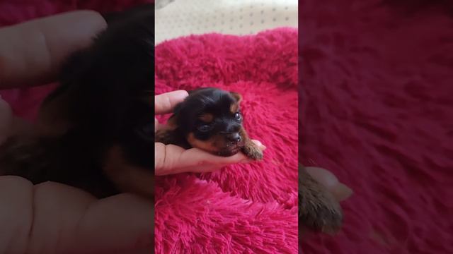 Милота красота.Растем🥰.Продажа щеночков.Доставка+79788972514 Вайбер Ватсапп Телеграмм 🤗 смотреть онлайн