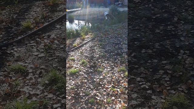 Осеннее солнечное утро на дачном участке с рукотворным прудом смотреть онлайн