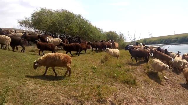 Овцы смотреть онлайн