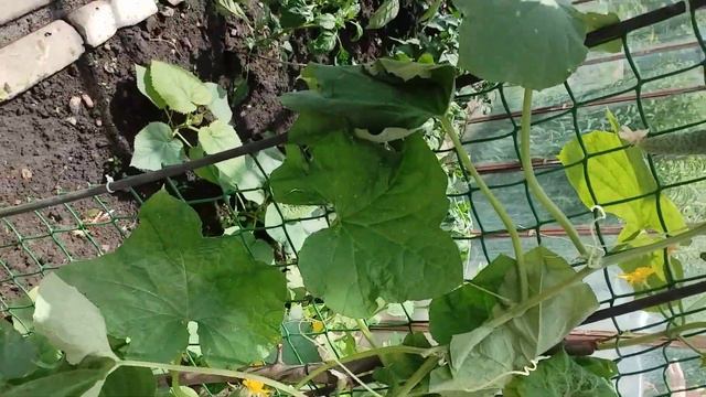 день лука смотреть онлайн