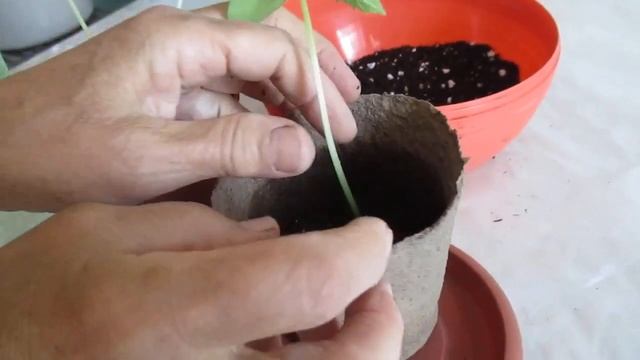 Вытянулась рассада огурцов.  Легко можно исправить.