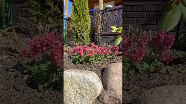 Первые цветы апрель #хохлатка читай описание #дача #огород #природа #цветы #сад #хобби #развличение смотреть онлайн