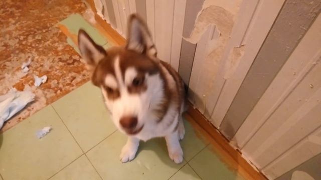 Ругаю щенка хаски :) / scolding a husky puppy смотреть онлайн