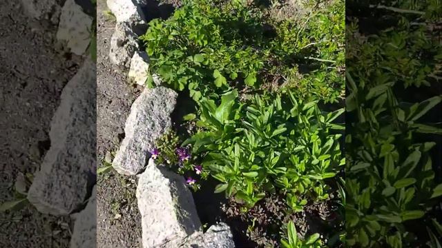 Догляд за цибулинними квітами після цвітіння. Огляд квітників.02.05.2023 смотреть онлайн