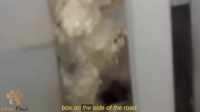 Kitten Found Trapped in Assembly Foam and Discarded Like Trash смотреть онлайн