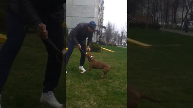 Питбули Электра и Малышка гуляют по Владику! смотреть онлайн