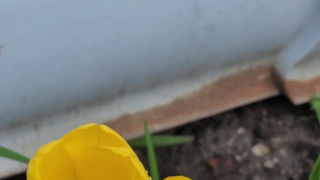 Тюльпаны -украшение весны.2023 (часть 2) смотреть онлайн