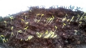 Черника форте (часть 2) всходы на 5 и 11 день от посева