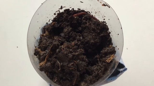 Mini Wurmfarm #DIY Wurmkiste #Vermicomposting Zero Waste #Kompostkiste selbst gemacht #Chili Anzuch смотреть онлайн