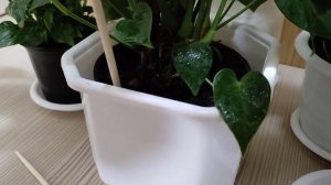 Мужское счастье (антуриум), секреты полива