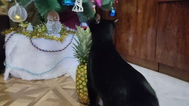 Что подарить коту на НГ смотреть онлайн