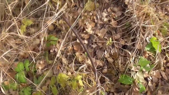 Мечта черметчика, или что можно найти в осеннем лесу. смотреть онлайн